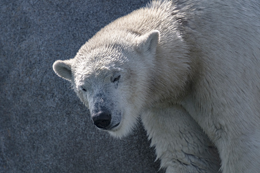 Polar Bear (Ursus maritimus) standing on rocks near the edge of the water. The Polar Bear is a vulnerable species because of habitat loss caused by climate change.