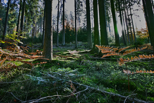 the Odenwald in autumn in Germany