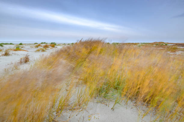 A beautiful sunset scenery with dry grass growing in the dunes of Baltic sea. Colorful sping landscape in Northern Europe.
