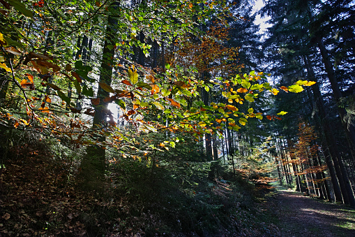 the Odenwald in autumn