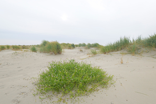 Sea rocket (Cakile maritima) plant growing on the North Sea beach of Schiermonnikoog in the Dutch Wadden sea region.