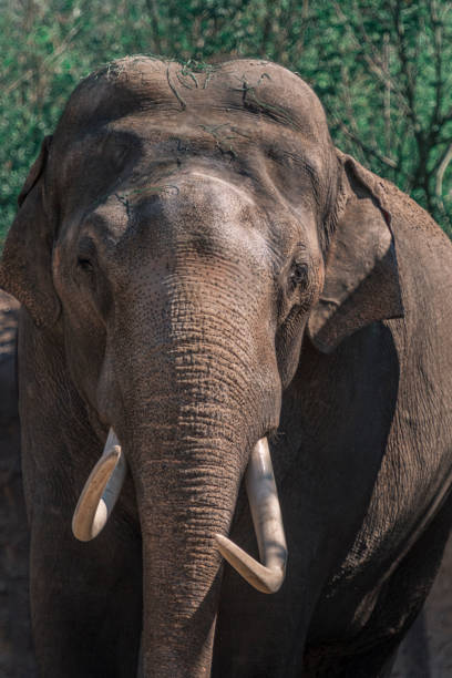 istock Asian Elephant with large white tusks looking directly at the camera 1437870231