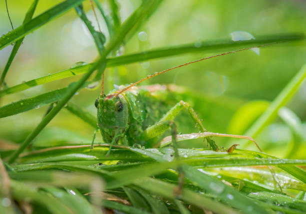 istock Close-up of a locust insect 1437870262