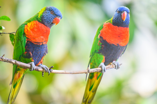 Rainbow lorikeet parrot tropical bird sitting in a tree. The colorful bird lives in the Blue Mountains in Eastern Australia and Indonesia and Papua New Guinea.