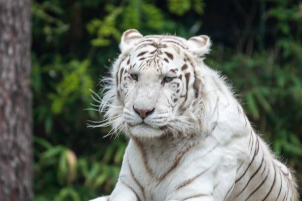 istock White Bengal tiger on blurred nature background 1437870303