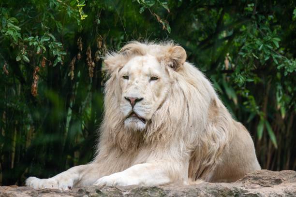 istock Beautiful lion sitting on a rock with trees in the background 1437870308