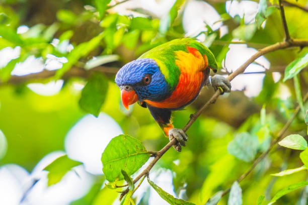 istock Rainbow lorikeet parrot tropical bird sitting in a tree 1437870378