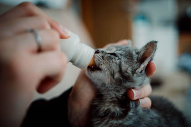 istock Selective focus closeup of a kitten being hand-fed with a feeding bottle 1437870498