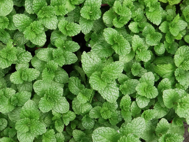 вид сверху на зеленые листья мелиссы - lemon balm стоковые фото и изображения