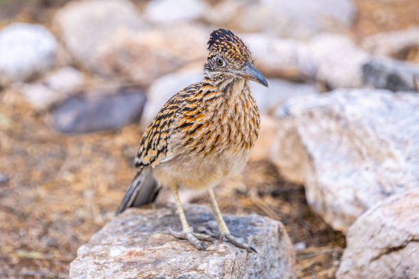 istock A Greater Roadrunner in Tucson, Arizona 1437870762