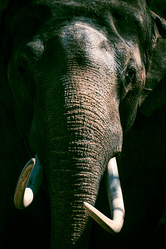 A closeup shot of a happy elephant showing its trunk in the zoo