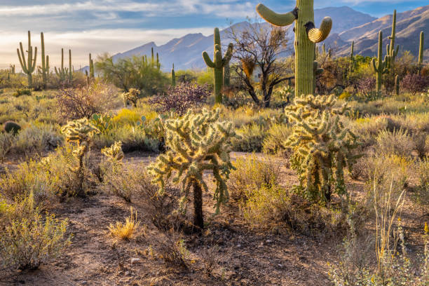 istock An overlooking view of Tucson, Arizona 1437870838