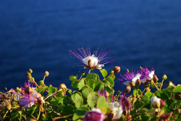 A Caper plant bush with flowers in full bloom
