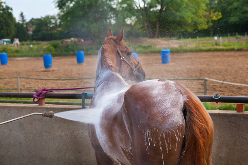 A closeup shot of a brown horse taking a bath in a ranch with a blurred background