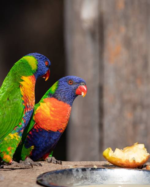 istock Vertical closeup of two rainbow lorikeets perched on a bird feeder 1437871390
