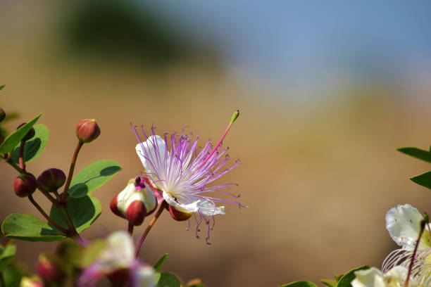 istock Selective focus shot of Caper plant flower 1437871408