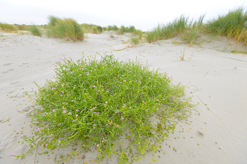 Beach Heather (Hudsonia tomentosa) mound in the white sands of Cape Cod national Seashore.