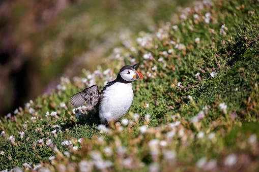 The close-up view of an Atlantic puffin perching on the meadow on a sunny day