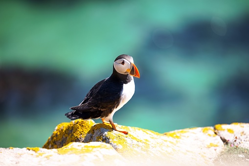 Beautiful puffin staying at the green grass with blue background at the East Fjords of Iceland
