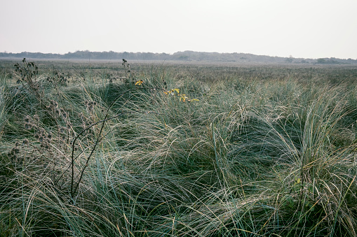 View over the salt marsh at Schiermonnikoog Wadden island in Friesland, The Netherlands