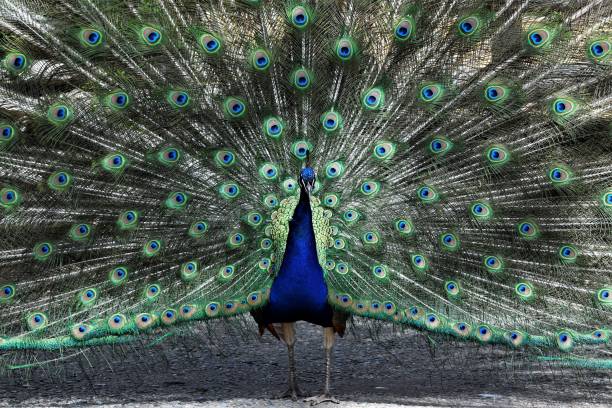 istock Closeup shot of a beautiful peacock with its tail feathers open 1437871693