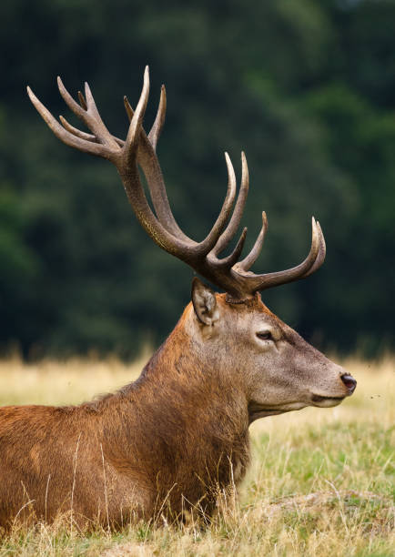istock Elk lying on the ground covered in greenery under the sunlight with a blurry background 1437871708