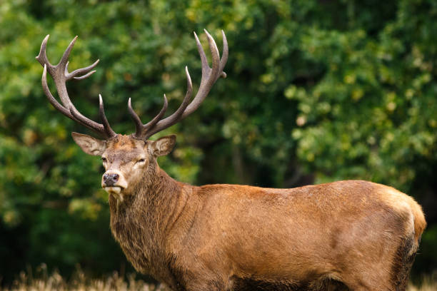 istock Closeup of an elk surrounded by greenery in a field under the sunlight with a blurry background 1437871724
