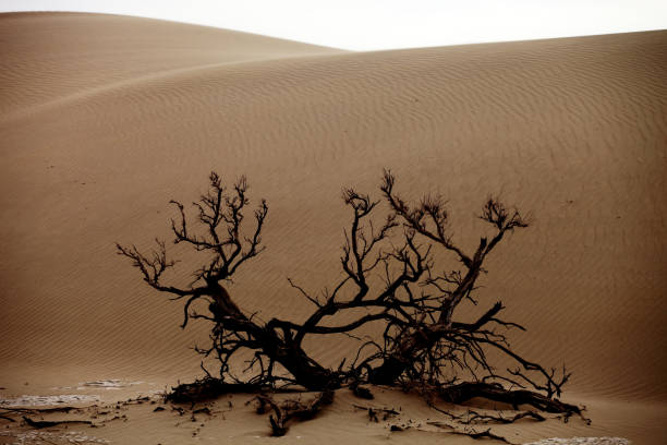 istock Dead tree in a desert in Xinjiang, China 1437871884