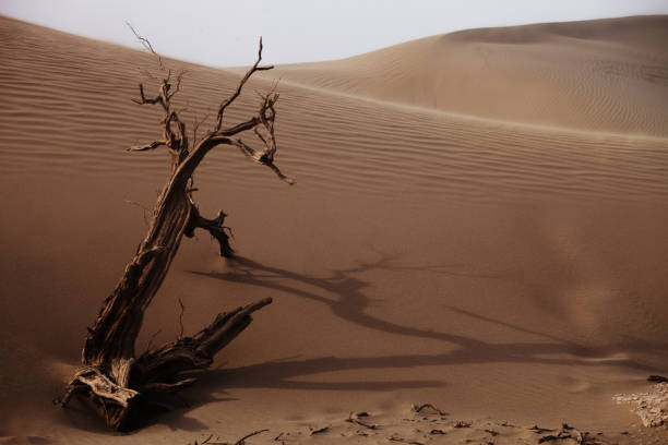istock Dead tree in a desert in Xinjiang, China 1437871895