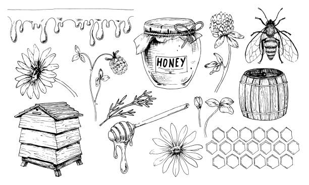Honey vector set in vintage hand drawn style Honey vector set. Drawing of jar and bumble Honeybee. Sketch of beehive and dripper spoon. Wild flowers chamomile and clover for production in vintage hand drawn style on white isolated background honey illustrations stock illustrations