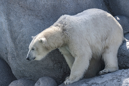 Polar Bear (Ursus maritimus) standing on rocks near the edge of the water. The Polar Bear is a vulnerable species because of habitat loss caused by climate change.