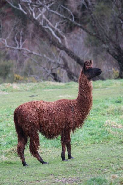 istock Vertical closeup of a brown lama 1437872179