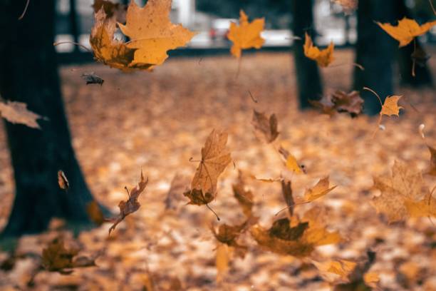 istock Falling autumn maple leaves in the forest 1437872283