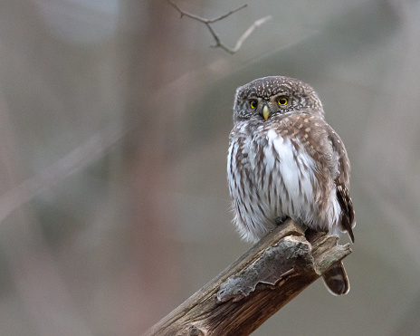 An Eurasian pygmy owl sits on a branch in Sweden. The Eurasian pygmy owl (Glaucidium passerinum) is the smallest owl in Europe. Blurred background.
