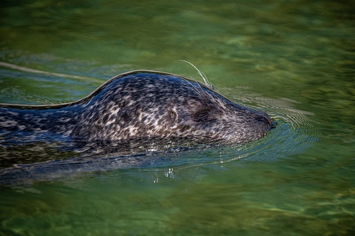 A closeup shot of a seal swimming in water