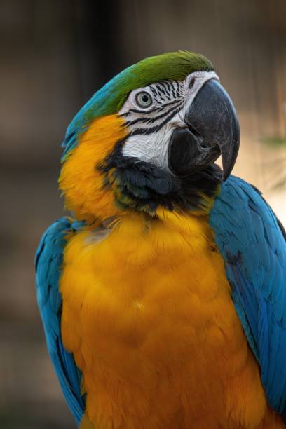 istock Vertical shot of colorful parrot on blurred background 1437872671