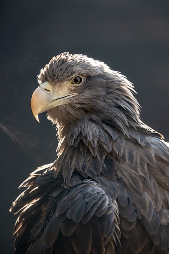A vertical shot of a gray eagle on blurred background