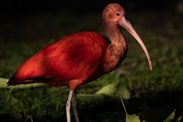 istock Scarlet ibis red bird outdoors 1437872712