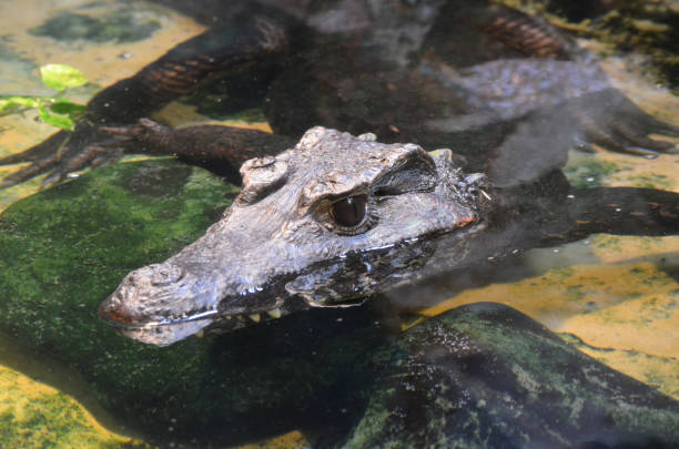 istock Close-up of a small alligator 1437873057