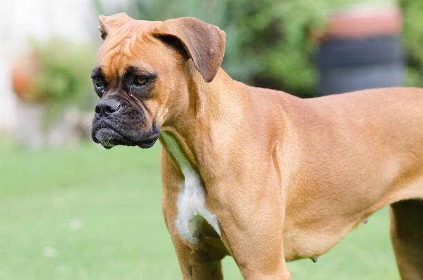 istock Portrait of a cute boxer dog 1437873207