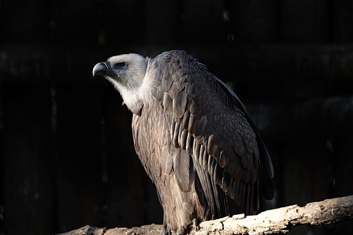 A closeup of a griffon vulture, Gyps fulvus.