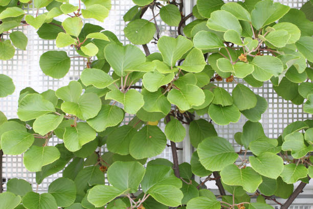 close-up de uma parede branca com planta actinidia - actinidia - fotografias e filmes do acervo