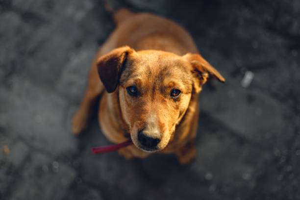 istock High angle shot of a cute domestic dog 1437873376
