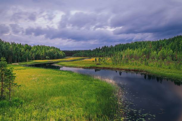 istock Long river surrounded with forests of pine trees on a gloomy day 1437873545