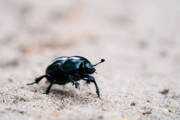 istock Macro shot of defensive beetle walking on a sandy meadow 1437873557