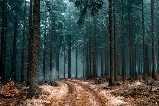 istock Beautiful scenery of a pathway in a forest with trees covered with frost 1437873630