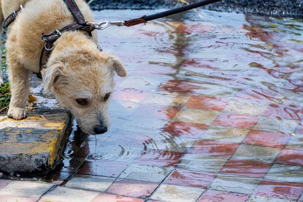 istock Adorable blonde dog drinking water from a puddle during a walk 1437873657