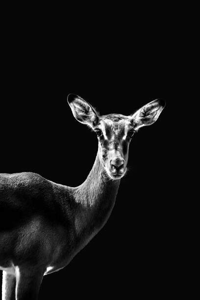 istock Vertical grayscale shot of an impala on a dark background 1437873666