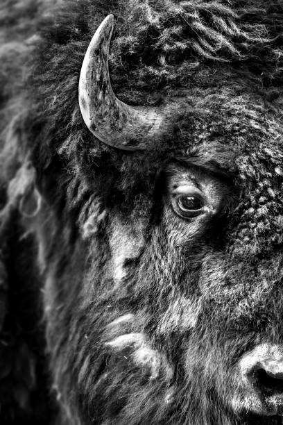 istock Vertical grayscale closeup shot of a buffalo head 1437873667