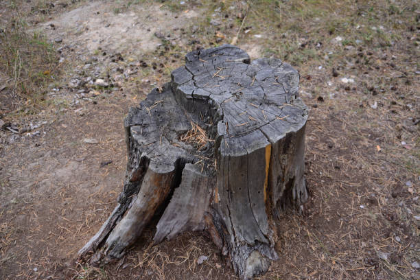 istock tree stump isolated in the pine forest, close-up 1437873678